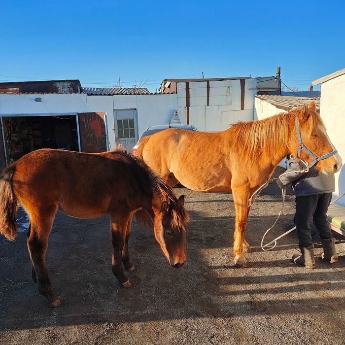 Бие сатамын, Кобыла продаю