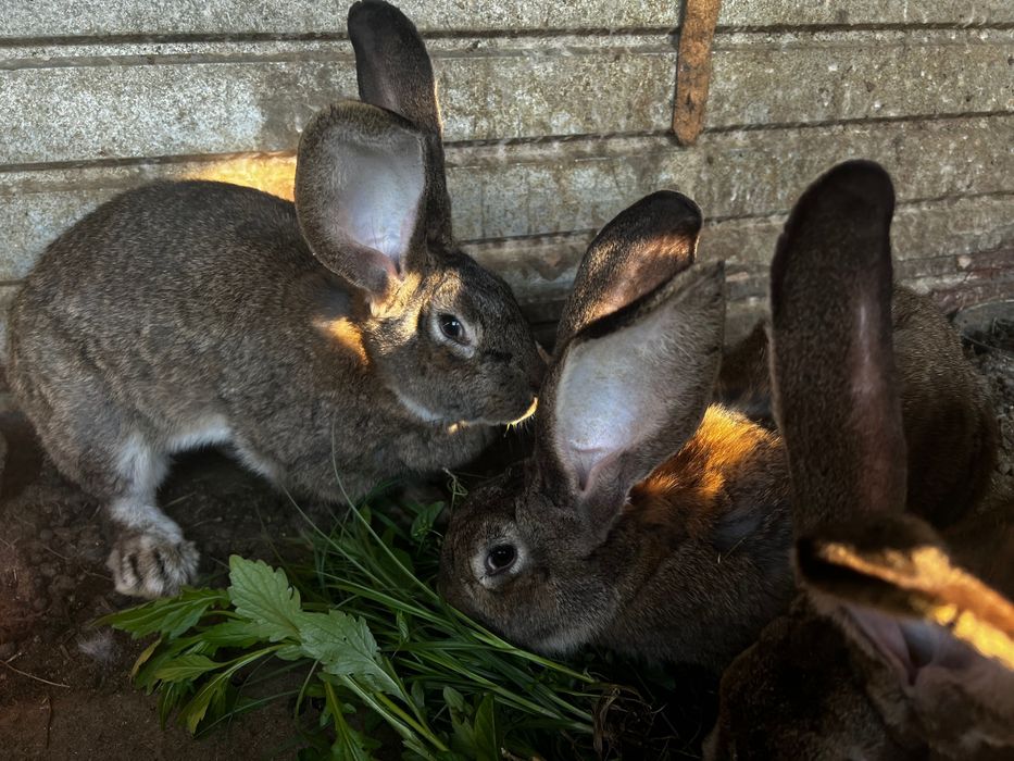 Vând iepuri Uriașul German