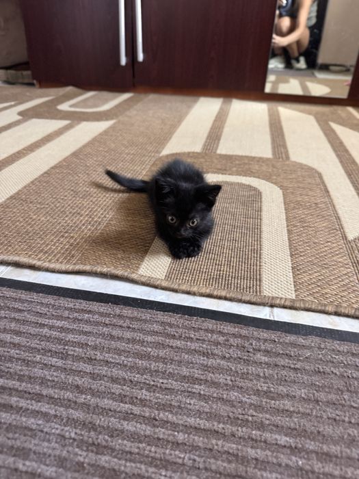 отдам котенка в добрые руки