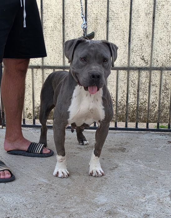 Femela amstaff blue