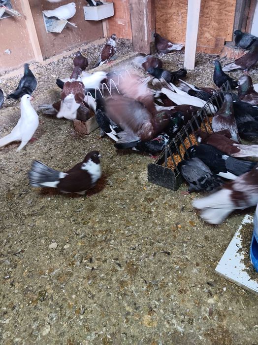 Vand porumbei ciungi de ploiesti.