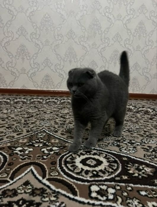 Scottish Fold o'g'il va Scottish stright qiz bola mushuklar