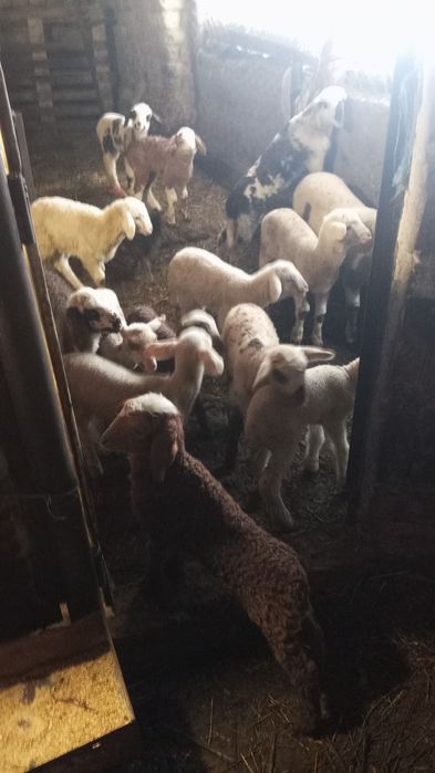 Продават се овце и агнета