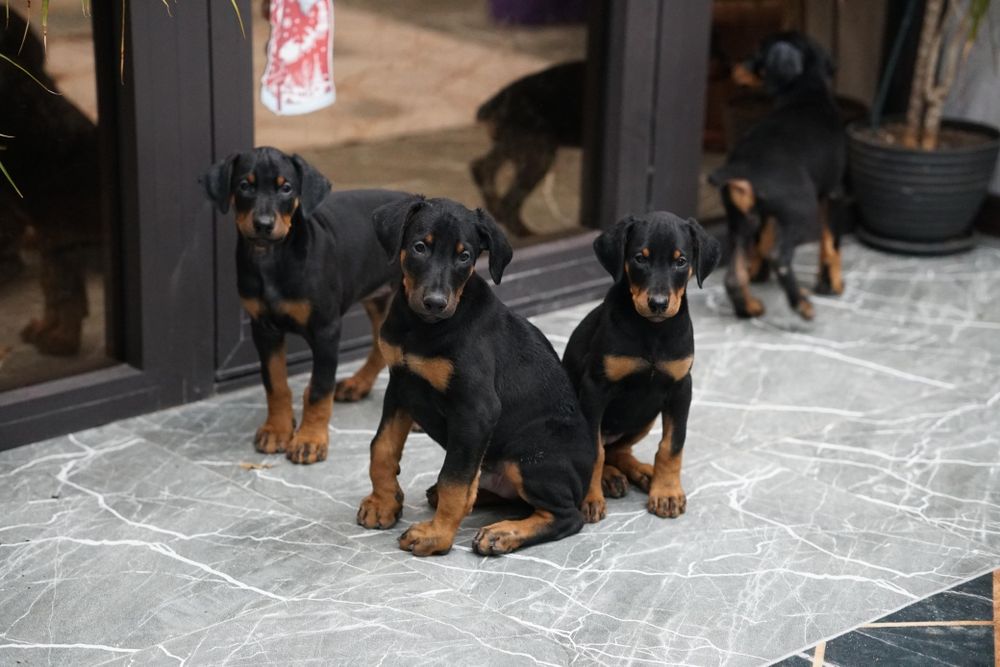 Продам щенков добермана