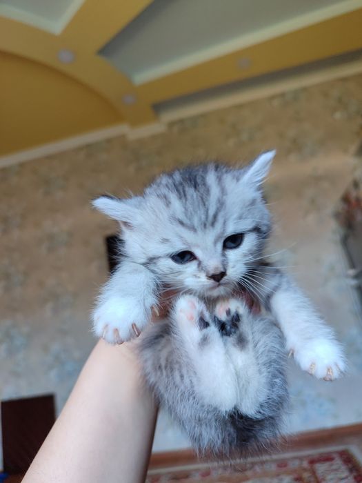 Бритиш шиншилла кошки