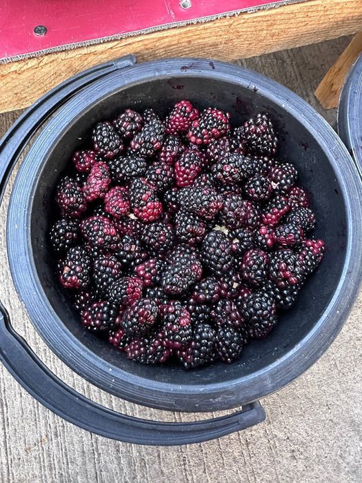 Malina, Smarodina, shotut, Kirojonik