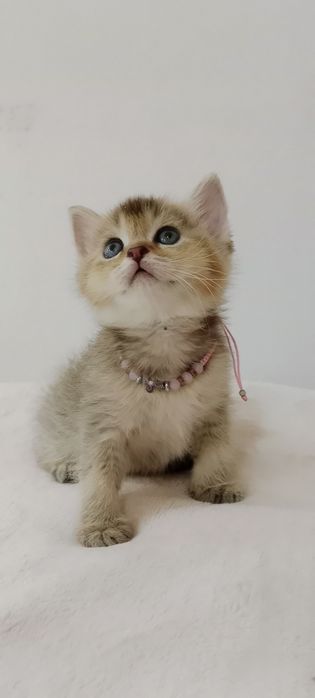 Роскошные котята Скоттиш Фолд и Страйт  золотая Девочка