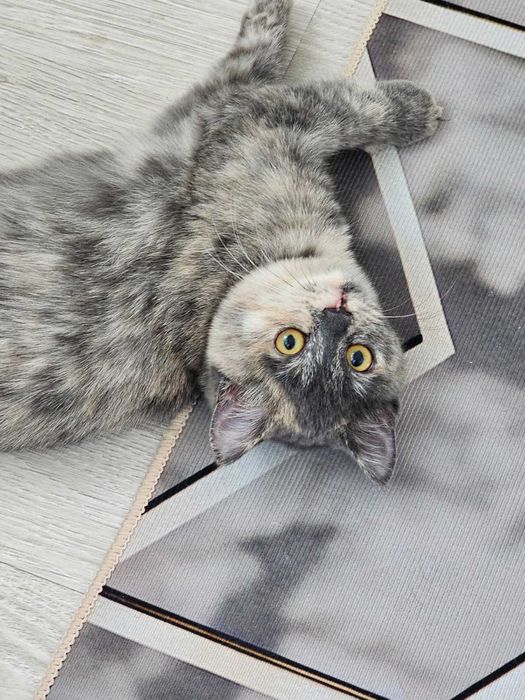 Обаятельная и привлекательная ласкуша