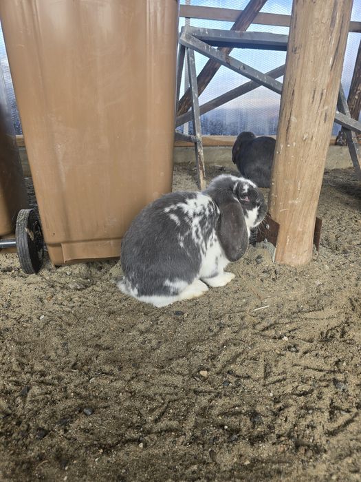 Vand iepurii berbec german