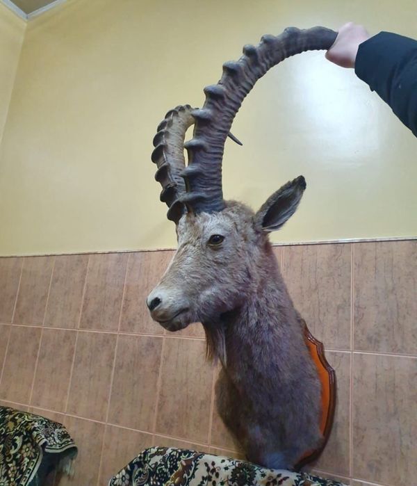 Продам чучело горного козла ТЭК