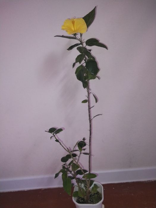 Гибискус немесе китайская роза