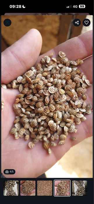 Эспарцет песчаный