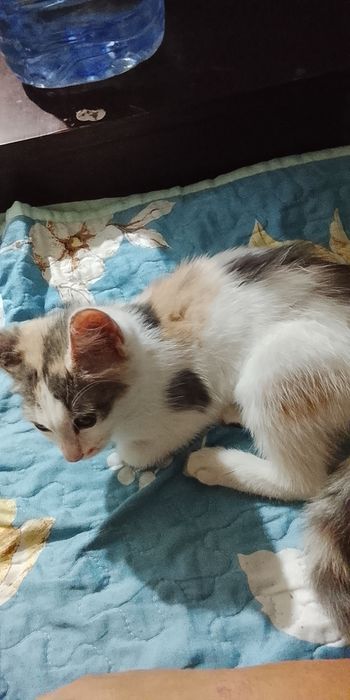 Отдам кошку цветастая игривая маленькая