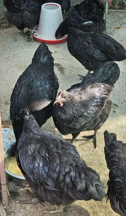 Cocosi de australorp - jersey