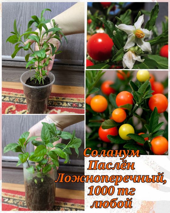 Глоксинии, гименокаллис, соланум и др.