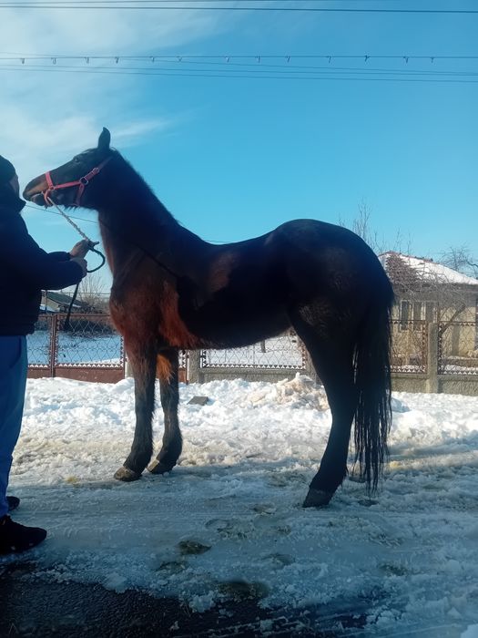 Iapa de 7 ani metis de frizsean