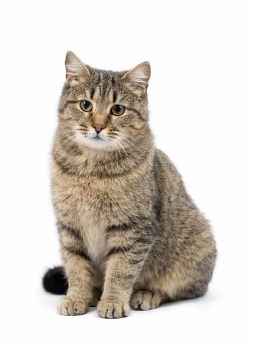 В добрые руки кошечка Муся