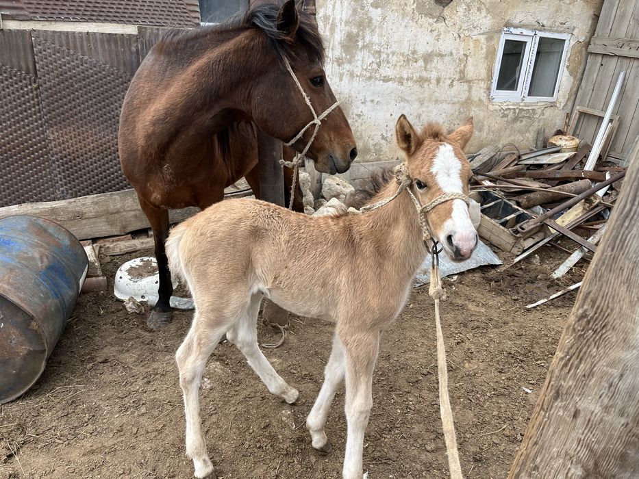 Сауын бие 7 жасар, сатылады Миялыда.