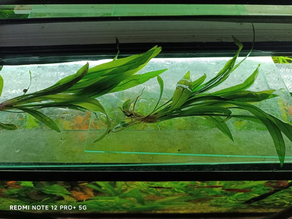 Echinodorus  plante acvariu