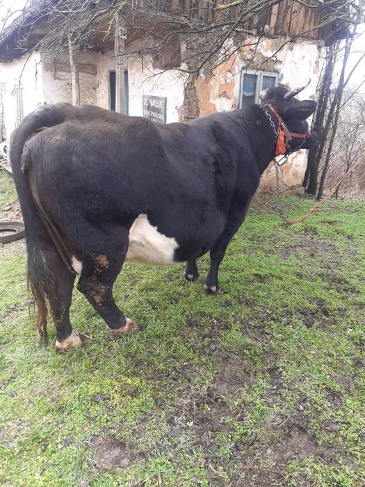 Vacă de vînzare !