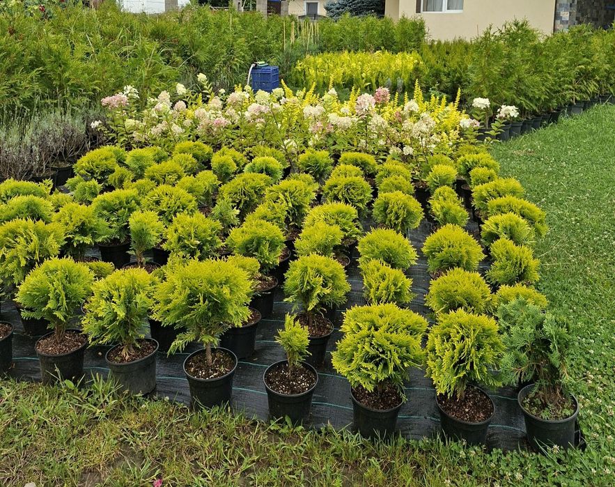 Vând plante și pomi ornamentali