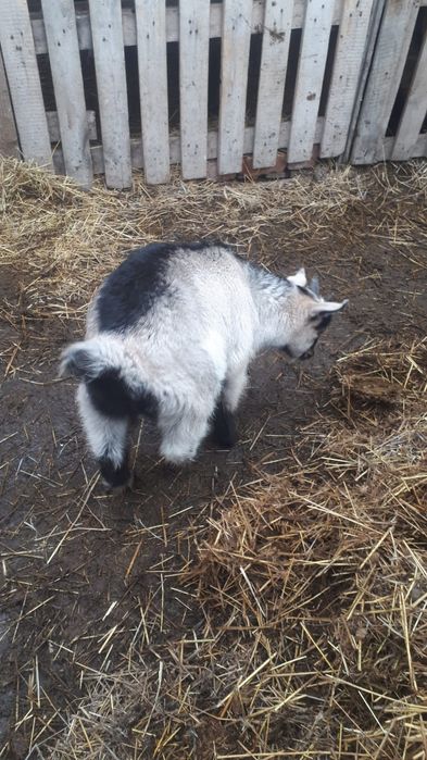 Продам козлика..