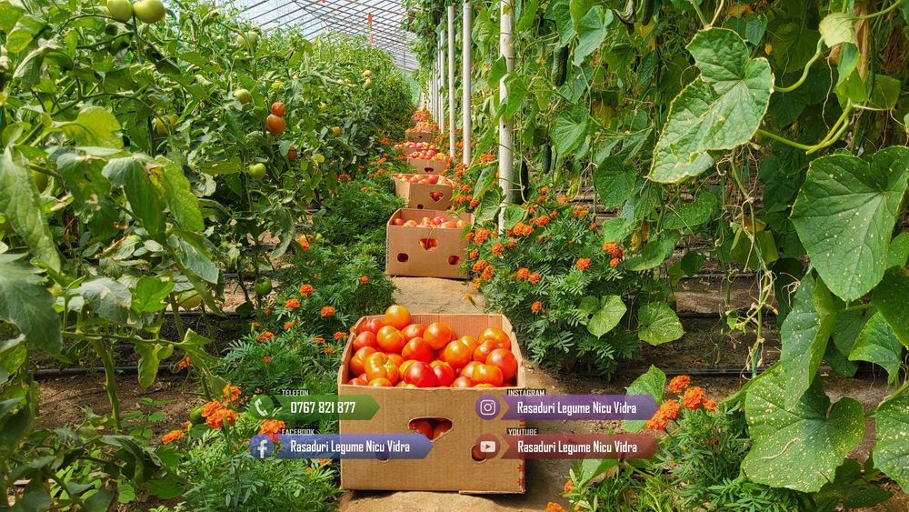 Rasaduri | Rasad Rosii Lacrima fecioarei Inima de bou Grase romanesti