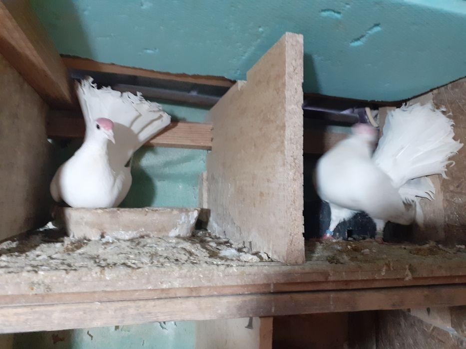 Vând mai multe rase de porumbei de ornament