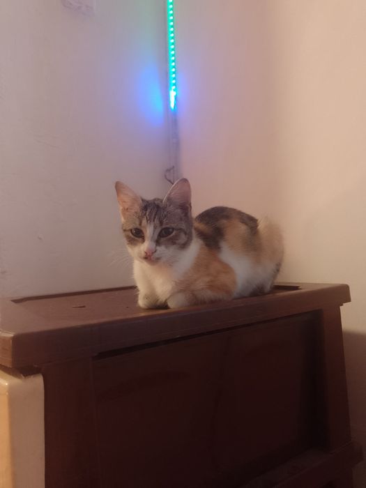 Pisicuta 3 culori si motanel alb cu negru