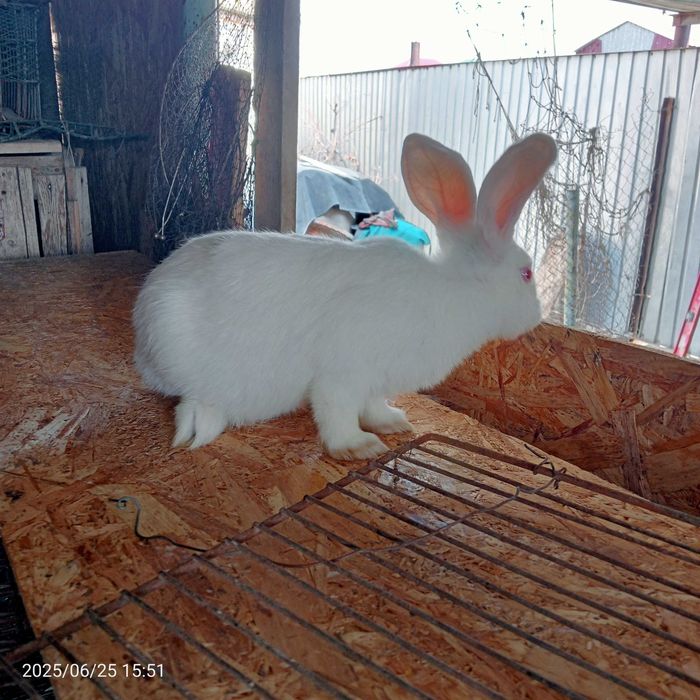 Продам кроликов Белый Великан