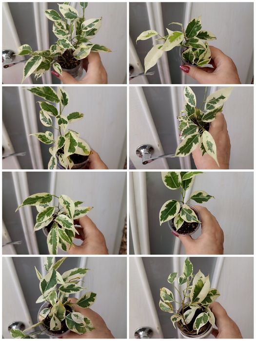 Фикусы Бенджамина,продажа