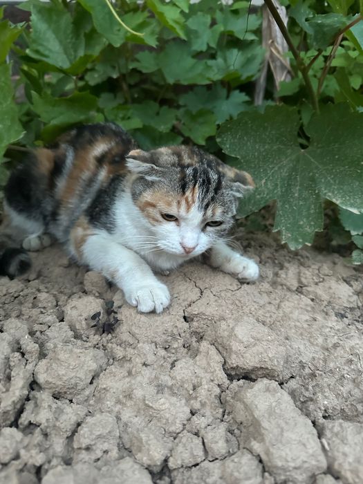 Кошка вислоухий молодая