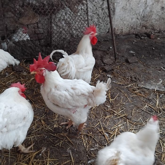 Cocoși albi de vanzare