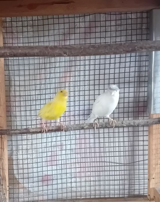Canari de vânzare