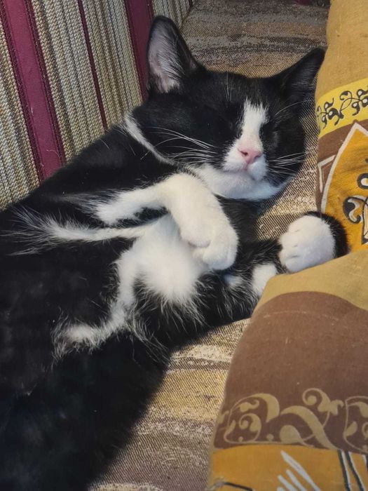 Котенок в добрые руки