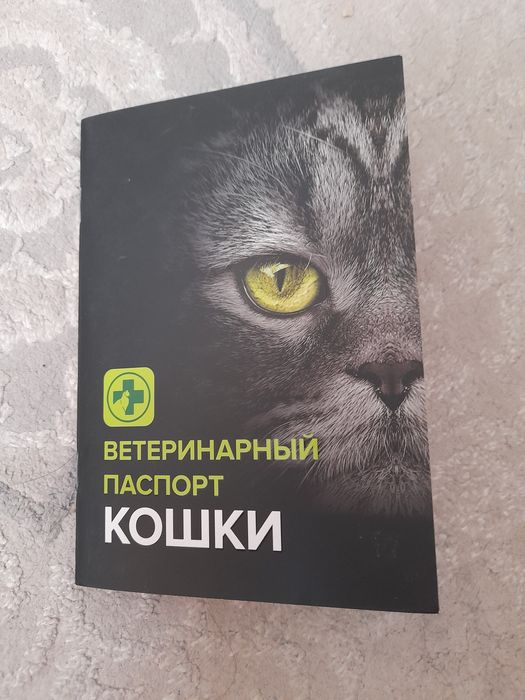 Бенгальская кошка