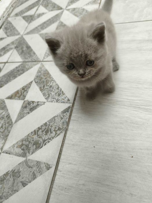 Pui de pisică British shorthair 6 saptamani