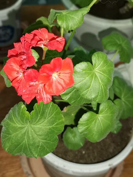 Продам цветущие фиалки и  
 герань.