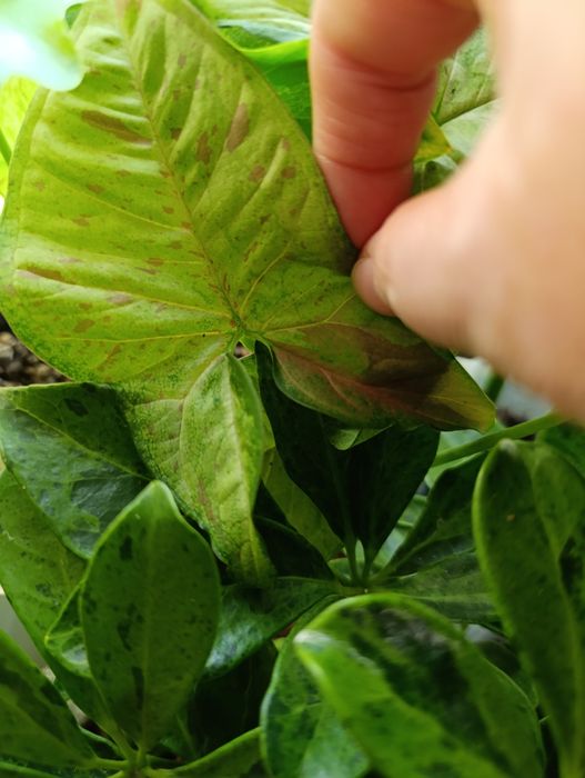 Сингониумы и филодендроны