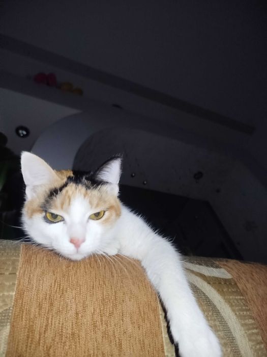 Кошечка 7 месяцев