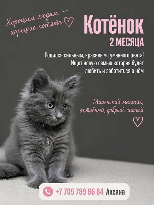 Котёнок туманого цвета