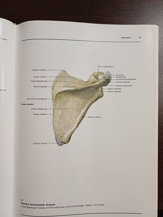 Атлас по Анатомия (горен и долен крайник)