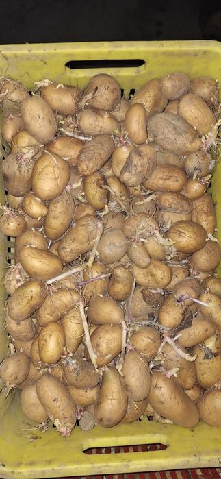 Cartofi Sămânță RIVIERA și ARIZONA