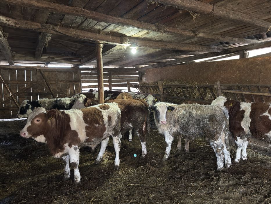 Bălțati românești