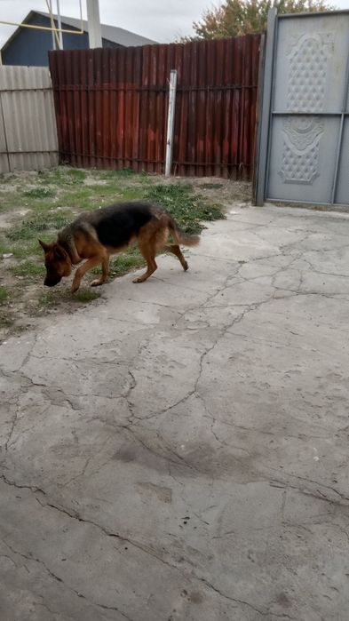 Омен овчарка немецкий породы