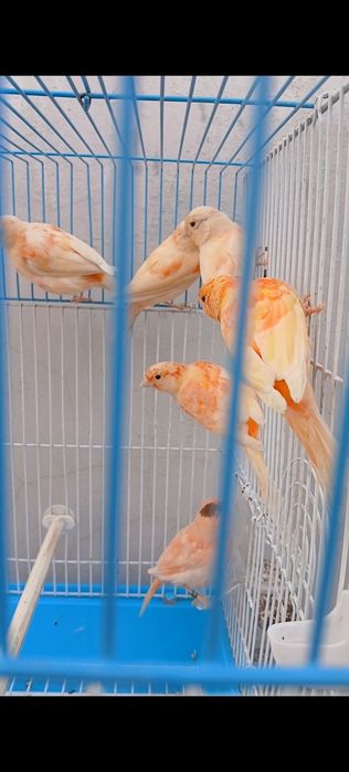 Канарейка Шмел йирк 2 3 ойлик