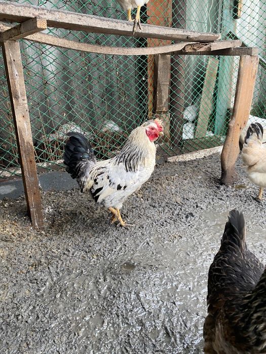 Продам петухи домашние