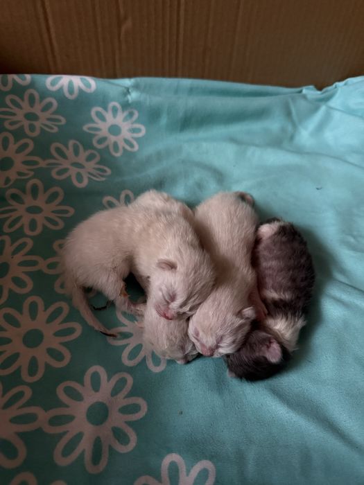 Продаются котята