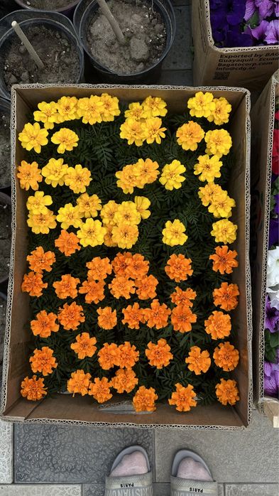 петуния цветы алматы