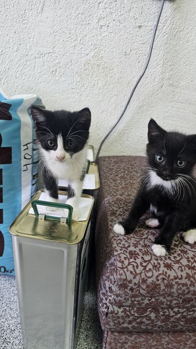 Малки сладки котенца